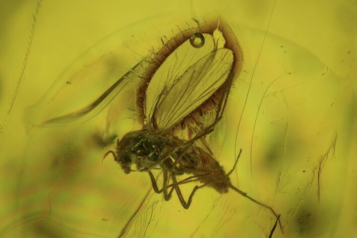 Two Detailed Fossil Flies (Diptera) In Baltic Amber #93888